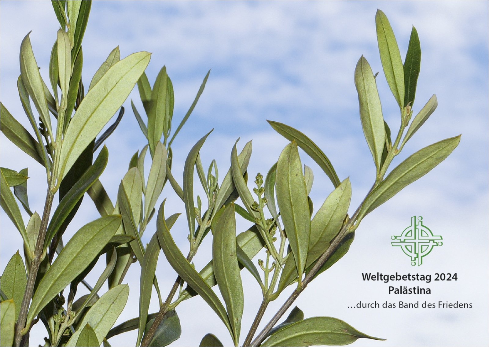 Olivenzweigmotiv_WGT_2024_Gemeindebrief_copyright-kathrin_schwarze